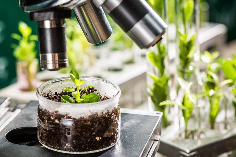 sustainable innovation plants in a lab