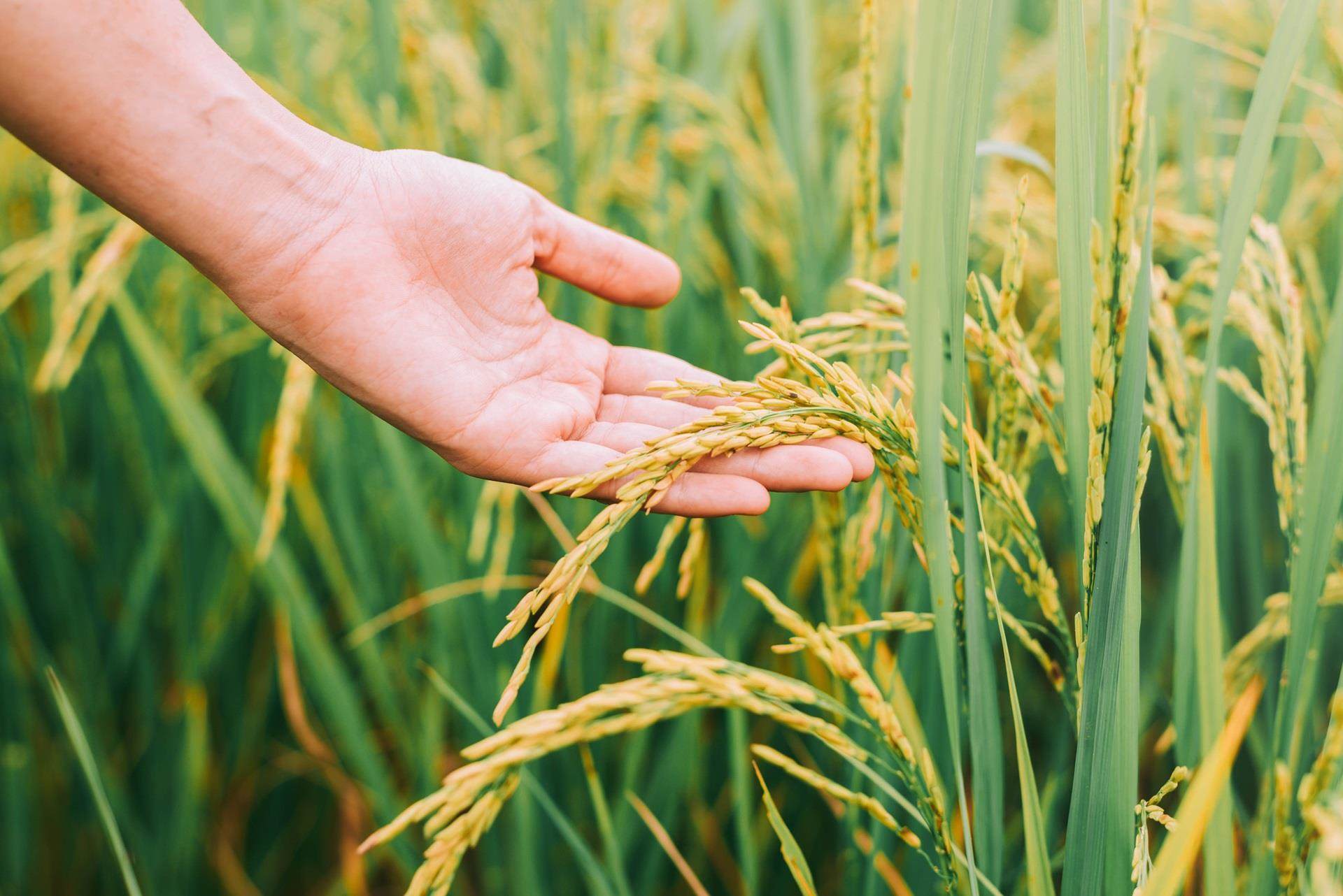 crop hand