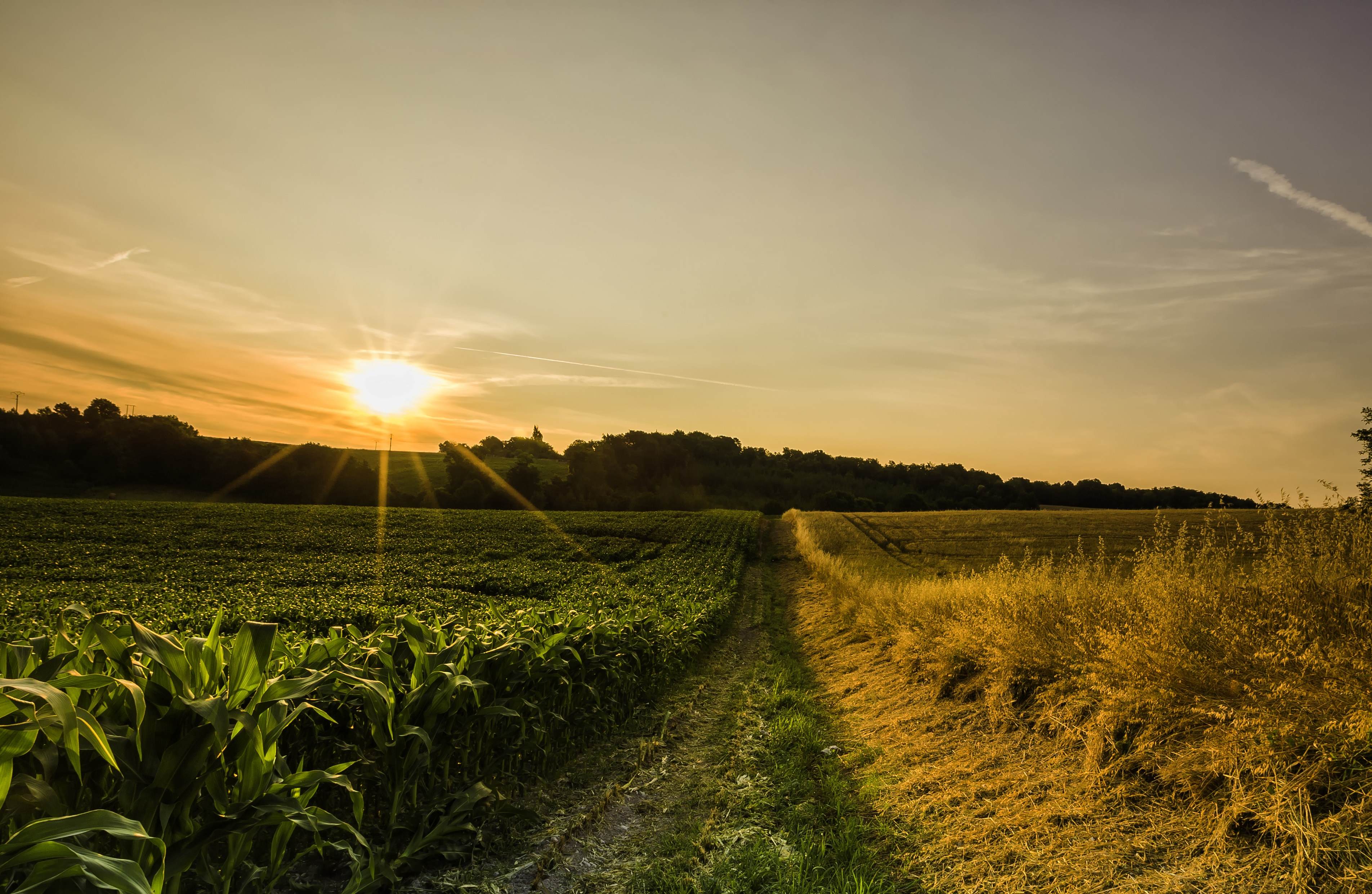 Field of crops at sunset