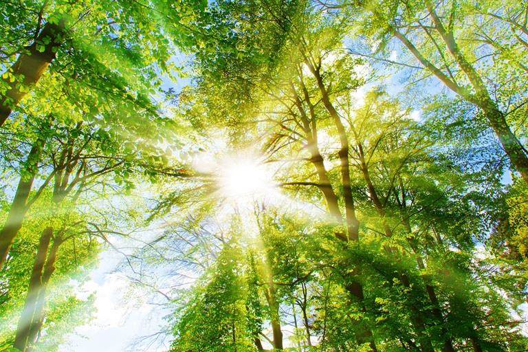Sustainable Trees in a forest