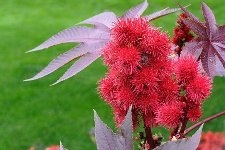 Castor plant for crodas sustainability targets