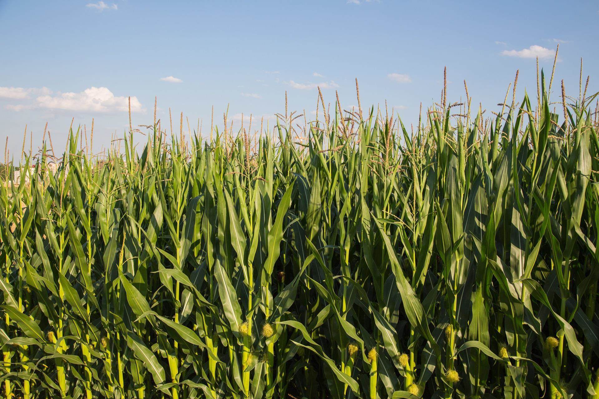 shutterstock 1831996192